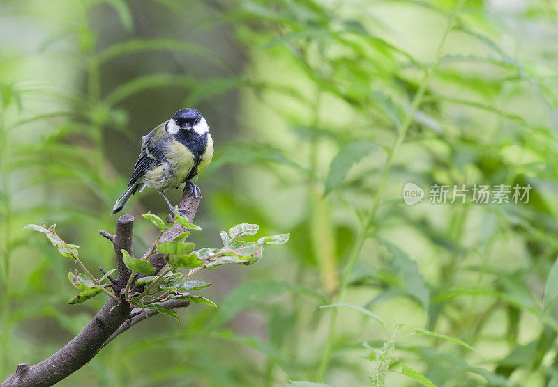 森林里有一只野生的大山雀，叫Parus major